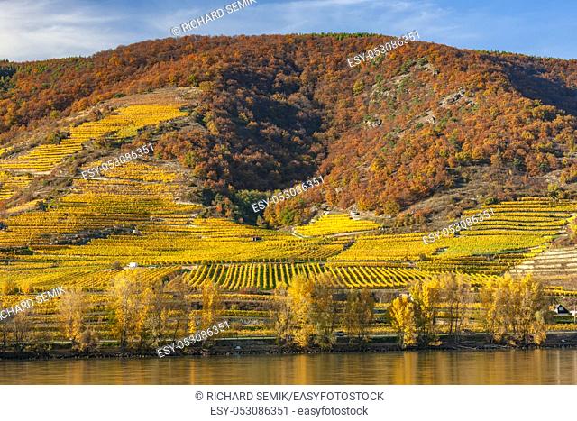 Autumn vineyards, Wachau Valley, Lower Austria, Austria