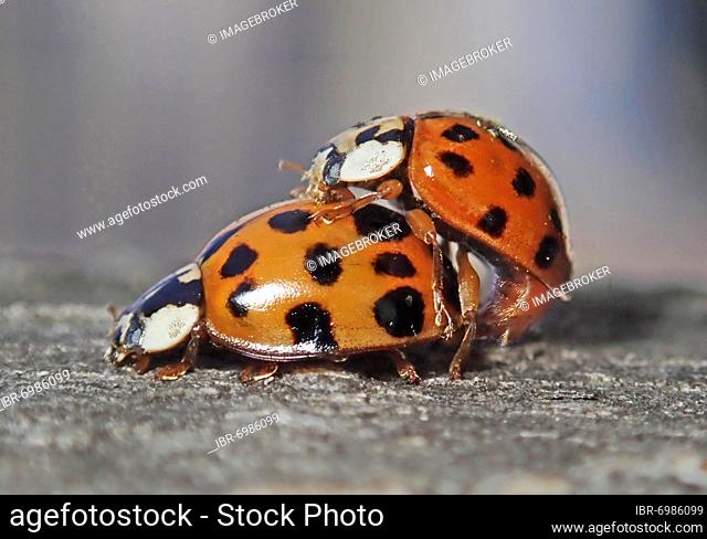Asian lady beetle (Harmonia axyridis), beneficial insect, aphid, mating, Germany, Europe