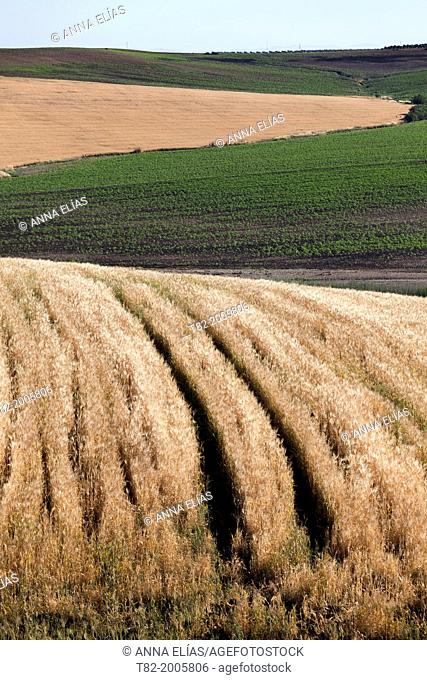 agricultural landscape mosaic of ripe wheat and sunflower born during the summer, The Louisiana, Sevilla, Andalucia, Spain, Europe