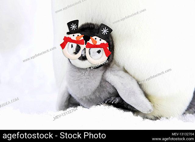 Emperor Penguin - chick sheltering on adult's feet with woolly hat