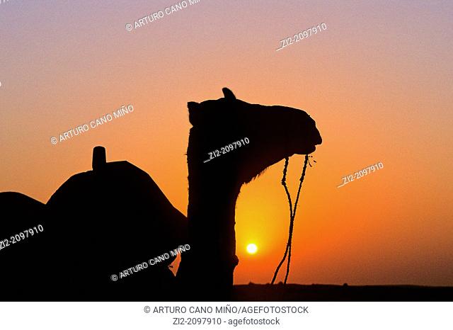 A camel at sunset on the Thar Desert, near Jaisalmer, Rajasthan state, India