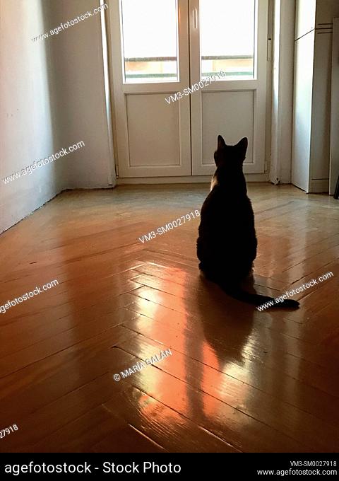 Cat sitting in empty room, looking at the window