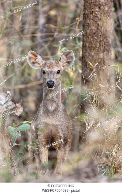 India, Madhya Pradesh, Sambar deer at Kanha National Park