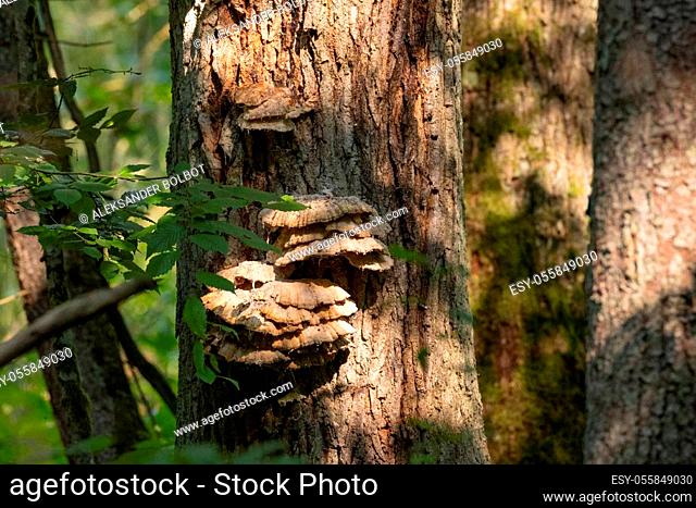 Old giant Sulphur Shelf fungi closeup on tree, Bialowieza Forest, Poland, Europe