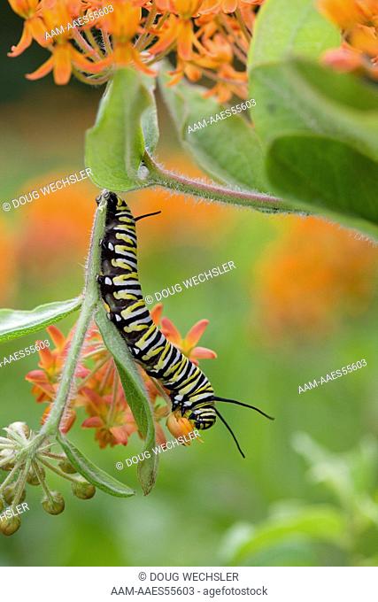 Monarch Caterpillar on butterflyweed (Asclepias tuberosa) PA, Philadelphia, Schuylkill Center