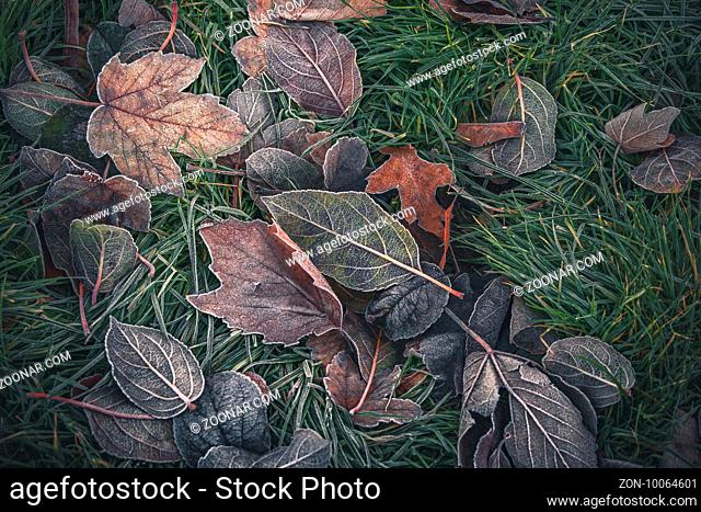 Frozen leaves from various trees in beautiful autumn colors in a garden on a cold morning in the fall
