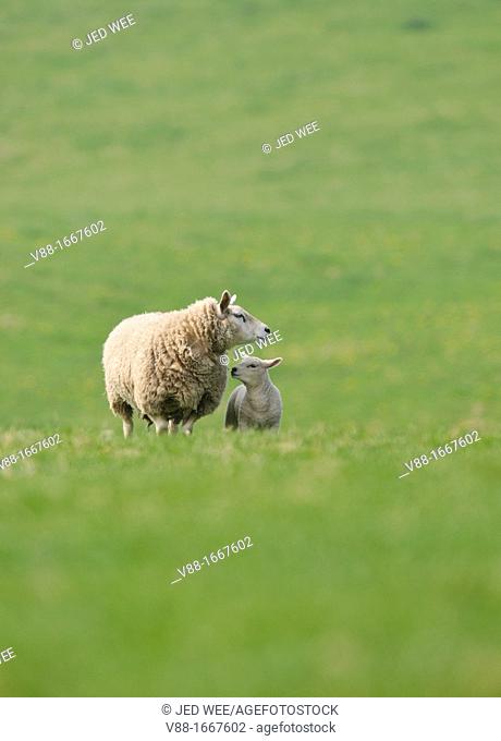 A mother ewe with her lamb, domestic sheep, Ovis aries in a field in North Yorkshire, England