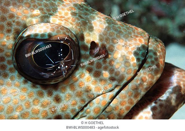 mottled grouper, camouflage grouper Urocaridella antonbruunii, Epinephelus microdon