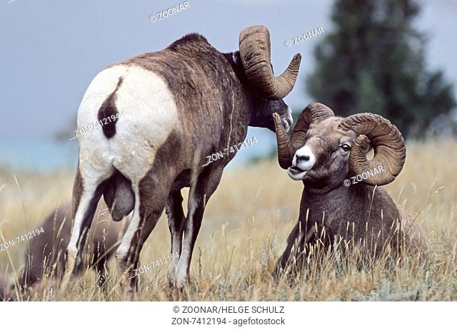 Bighorn Sheep rams rest on a meadow