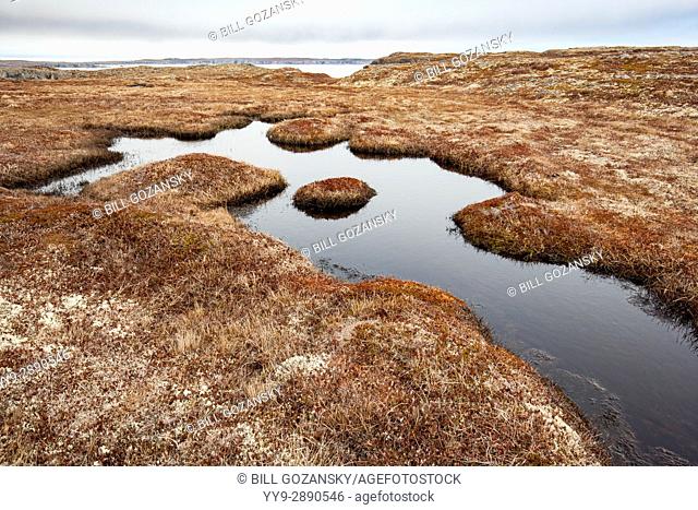 Barren grassy landscape at Spillars Cove, near Bonavista, Cape Bonavista Peninsula, Newfoundland, Canada