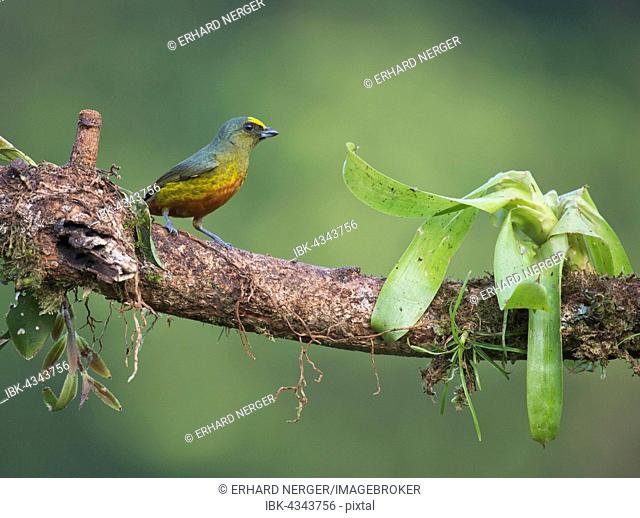 Olive-backed Euphonia (Euphonia gouldi) perched on a tree branch, Heredia Province, Costa Rica
