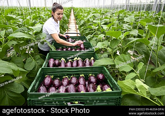 22 March 2023, Brandenburg, Fretzdorf: In the greenhouses of Werder Frucht GmbH in North Brandenburg near Wittstock/Dosse, Angelika harvests the first eggplants