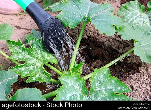 The farmer pours from the watering can of a young seedling of a zucchini