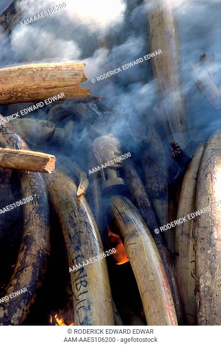 Face in the smoke. 2/1/95 The Kenya Wildlife Service burned 27 tons of poached and confiscated Ivory and 57 Black Rhino horns