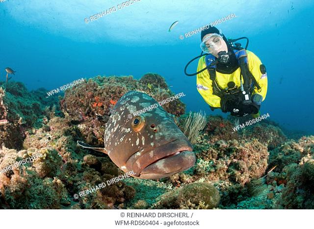 Scuba Diver and Dusky Grouper, Epinephelus marginatus, Carall Bernat, Medes Islands, Costa Brava, Mediterranean Sea, Spain