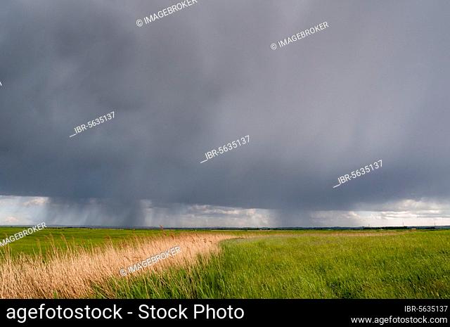 Rain clouds over reed beds and coastal grazing marsh habitat, Elmley Marshes N.N.R., North Kent Marshes, Isle of Sheppey, Kent, England, United Kingdom, Europe