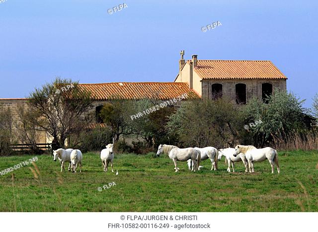 Camargue Horse, herd, standing on grass near building, Saintes Marie de la Mer, Camargue, Bouches du Rhone, France