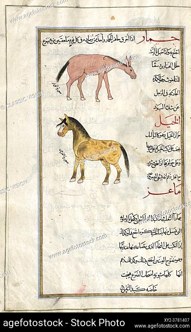 Identified in book as, TOP: An ass. Equus hemionus. BOTTOM: A horse. Equus caballus. After an illustration by Mirza Baqir in a 19th century Iranian book of...