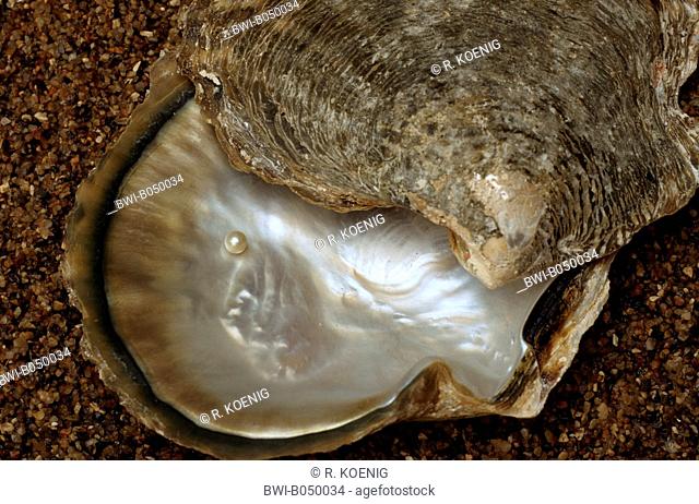 Pacific pearl-oyster, black-lipped pearl oyster, black-lip pearl oyster (Pinctada margaritifera, Pteria margaritifera, Meleangrina margaritifera)
