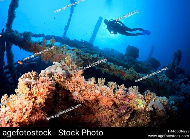 Scuba Diver at Numidia Wreck, Brother Islands, Red Sea, Egypt