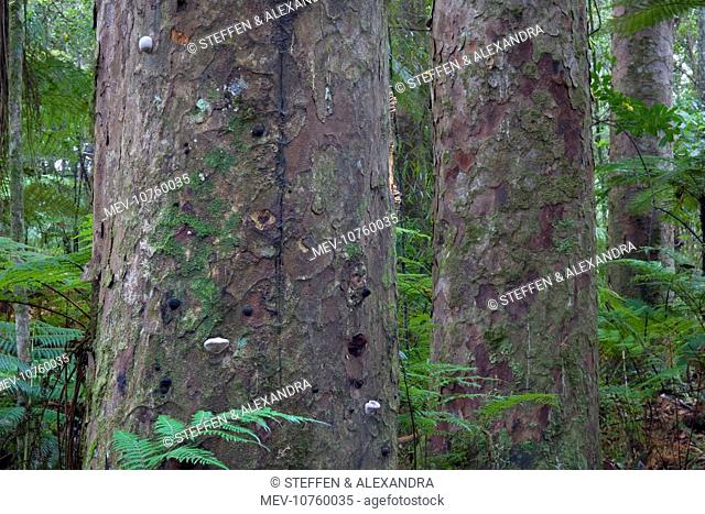 Kauri Forest - three big Kauri trees surrounded by undergrowth (Agathis australis)