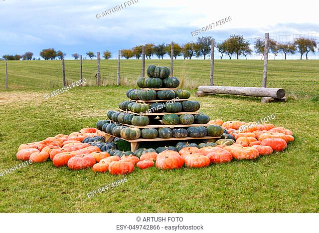 pyramid from autumn harvested pumpkins arranged for fun with color variations. Halloween holiday concept on pumpkin world