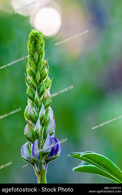lupinus polyphyllus, inflorescence