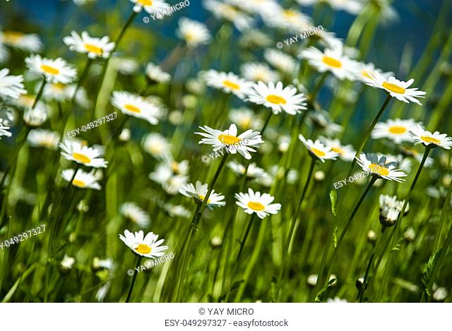 Wild growing marguerite stretching towards sunlight in spring