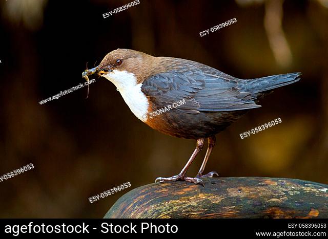 White-throated dipper, cinclus cinclus, standing on stone in wet nature. Small bird with dark fur holding insect in beak on rock