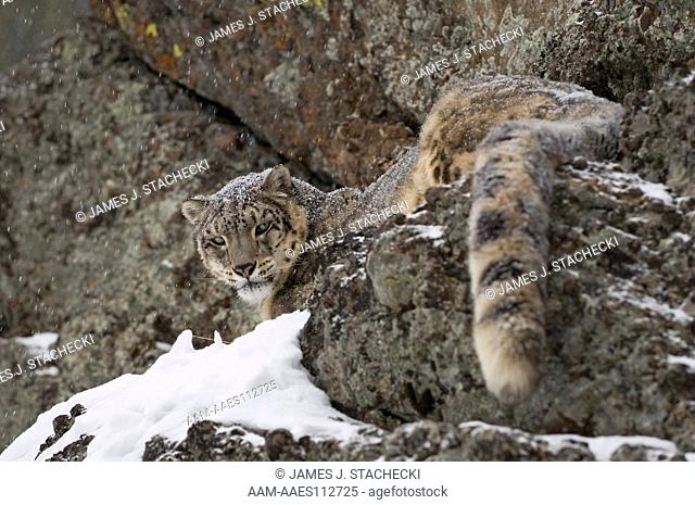 Snow Leopard, Neofelis nebulosa; Snow leopard on cliffside in snow, Captive; Montana; 1/30/08, Digital capture