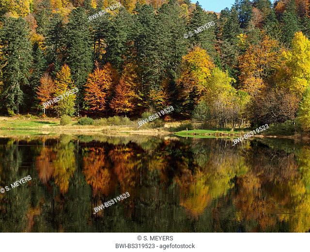 autumn wood in Vosges mountains at Lac Blanchemer, France, Alsace, Vosges Mountains