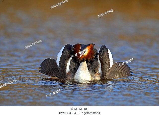 great crested grebe (Podiceps cristatus), courtship display, Netherlands, Frisia