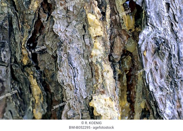 northern pine, pitch pine (Pinus rigida), leaking resin at a tree trunk