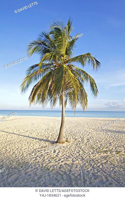 Solo Palm Tree on a White Sandy Beach in the Caribbean