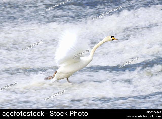 Mute Swan (Cygnus olor) running and flying up a weir, Lahn, Wetzlar, Hesse, Germany, Europe