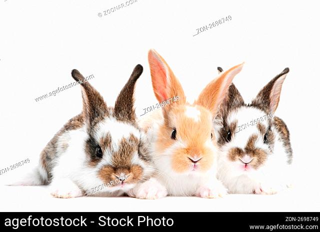 group of three baby light brown rabbits with long ears isolated on white