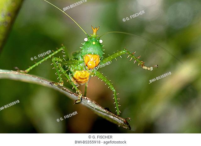 Thorny Devil Bush cricket (Panacanthus cuspidatus), Threatening pose of a Thorny Devil Bush cricket, Ecuador, Tiputini, Yasuni National Park