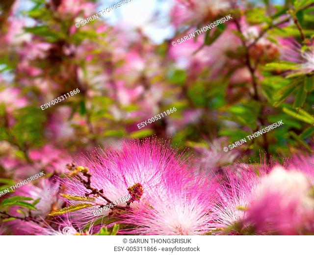 Pink powderpuff flower blooming like dream