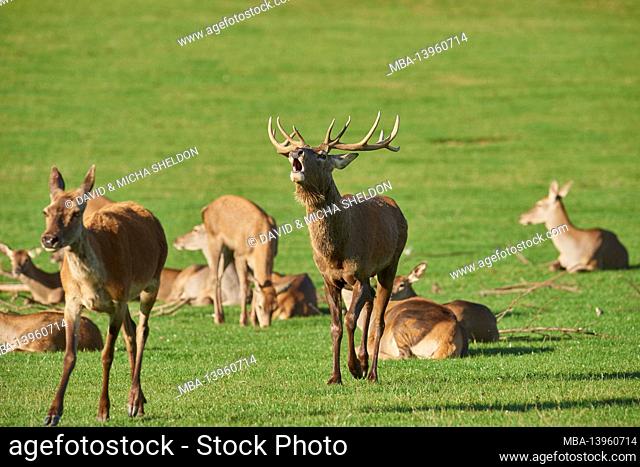 Red deer (Cervus elaphus), male, meadow, stand, roar