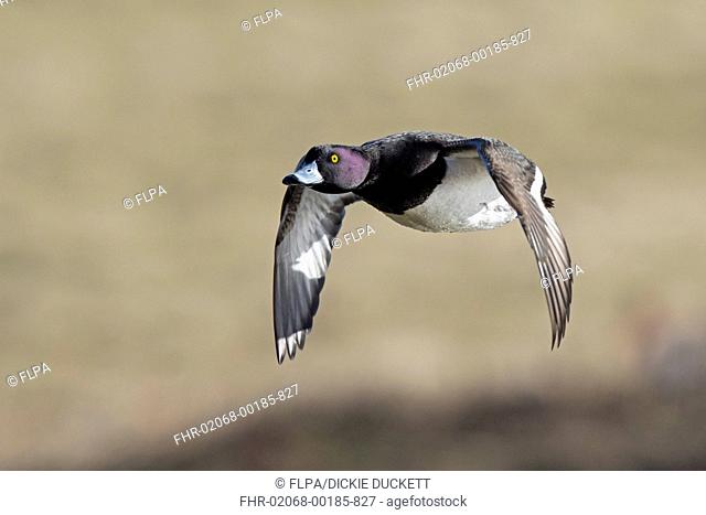 Tufted Duck (Aythya fuligula) adult male, in flight, Gloucestershire, England, March
