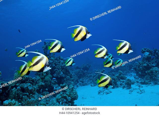 Red Sea Bannerfish, Bannerfish, Bannerfishes, Heniochus, Butterflyfish, Butterflyfishes, Chaetodontidae, Perciformes, Chordata, Coralfish, Coralfishes