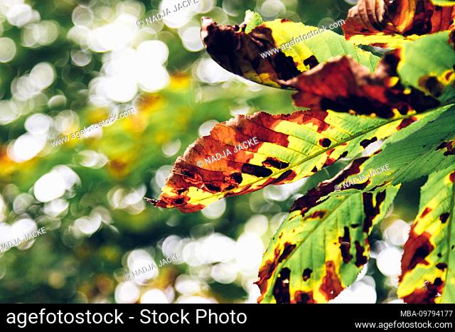 Autumn leaves in the backlight, close-up