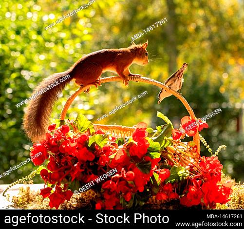 red squirrel and nuthatch with Begonia evansiana Andrews flowers and basket