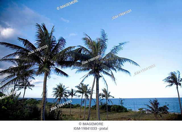 Coconut palm trees beside the sea