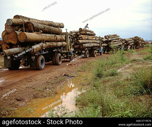 Timber transport in Borneo, Malaysia