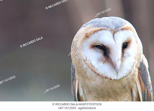 Italy, Lombardy, Barn owl, Tyto Alba, in Captive