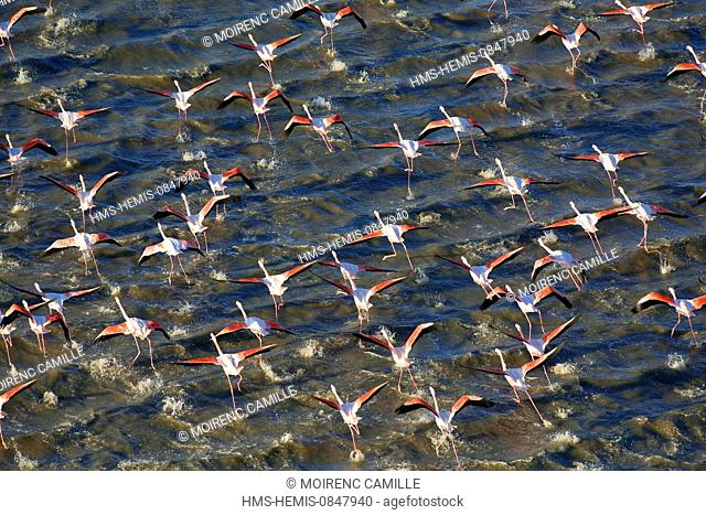 France, Bouches du Rhone, Parc Naturel Regional de Camargue (Natural Regional Park of Camargue), flamingoes (aerial view)