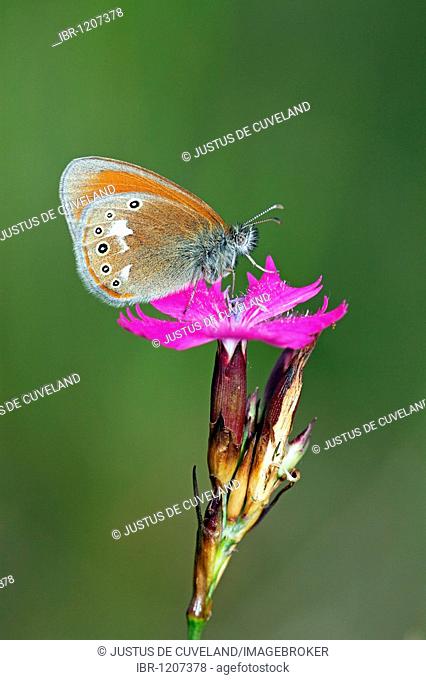 Chestnut Heath butterfly (Coenonympha glycerion) on a flowering Carthusian Pink (Dianthus carthusianorum)