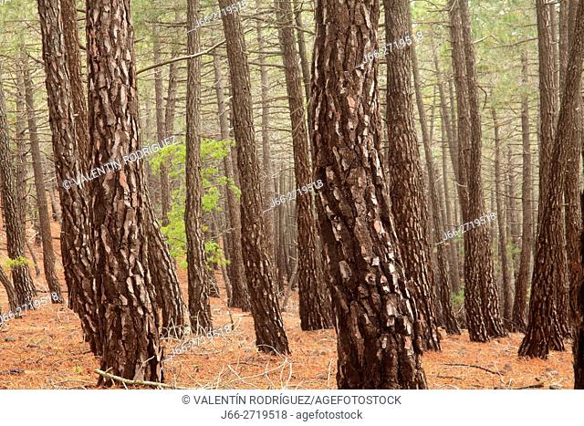 Pine forest (Pinus pinaster) in Pina de Montalgrao. Alto Palancia region. Castellón
