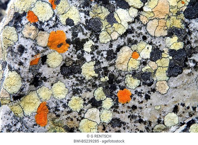 map lichen Rhizocarpon geographicum, colourful lichens on a rock, South Africa, Kap-Halbinsel